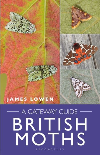 Cover for James Lowen · British Moths: A Gateway Guide (Spiralbuch) (2021)