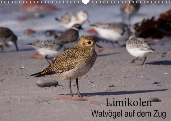 Cover for Erlwein · Limikolen Watvögel auf dem Zug (Book)