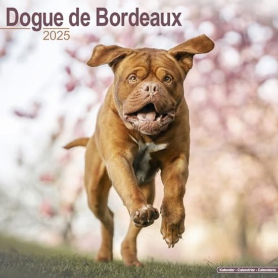 Cover for Dogue De Bordeaux Calendar 2025 Square Dog Breed Wall Calendar - 16 Month (Calendar) (2024)