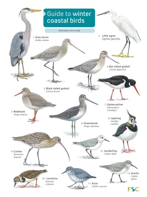 Cover for Sue Loughran · Guide to winter coastal birds - FSC Fold-out chart (Paperback Book) (2015)