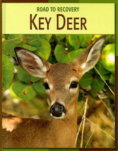 Cover for Susan Heinrichs Gray · Key Deer (Road to Recovery) (Hardcover Book) (2007)