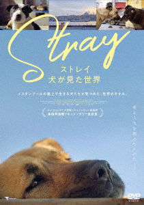 Cover for (Documentary) · Stray (MDVD) [Japan Import edition] (2022)