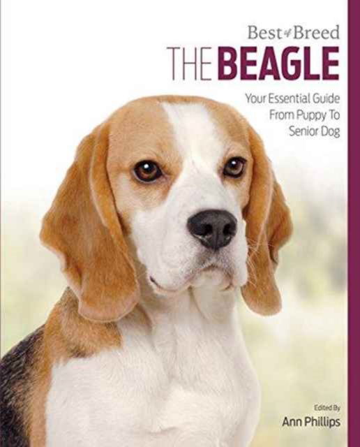 Cover for Ann Phillips · Beagle: Best of Breed (Paperback Book) (2016)