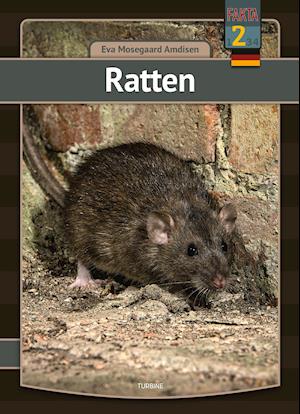 Cover for Eva Mosegaard Amdisen · Mein erstes Buch: Ratten (Gebundenes Buch) [1. Ausgabe] (2021)