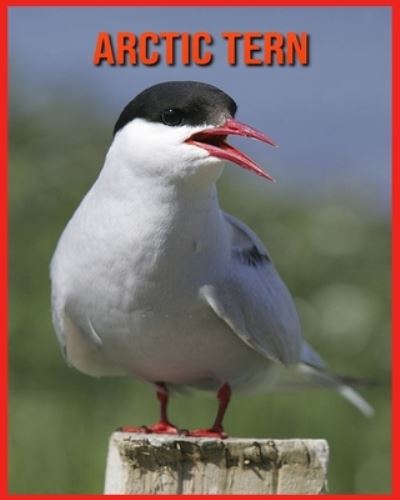 Cover for Alicia Moore · Arctic Tern (Paperback Book) (2021)