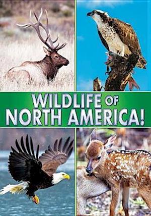 Cover for Wildlife of North America (DVD) (2017)