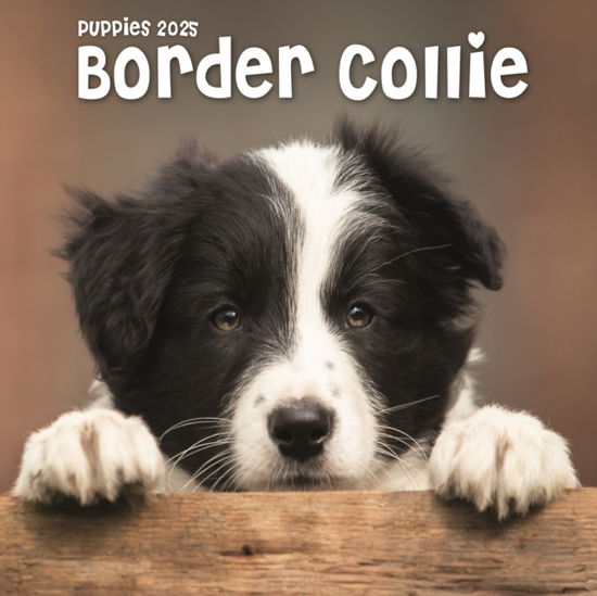 Cover for Avonside Publishing Ltd · Border Collie Puppies Square Mini Calendar 2025 (Taschenbuch) (2024)