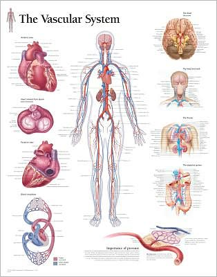 Cover for Scientific Publishing · Pulmonary System Paper Poster (Poster) (2009)