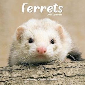 Cover for Ferrets Calendar 2024  Square Animal Wall Calendar - 16 Month (Kalender) (2023)