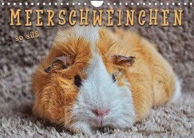 Meerschweinchen - so süß (Wandkalender 2022 DIN A4 quer) - Peter Roder - Merchandise - Calvendo - 9783673565397 - May 12, 2021