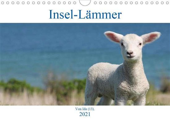 Cover for Kaminski · Insel-Lämmer (Wandkalender 202 (Bok)