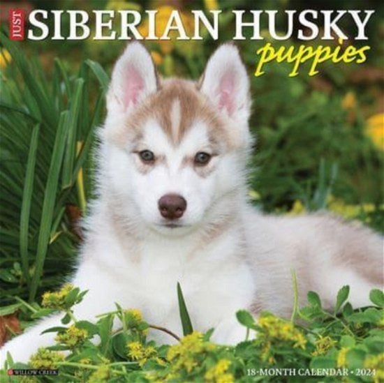 Just Siberian Husky Puppies 2024 12 X 12 Wall Calendar - Willow Creek Press - Koopwaar - Willow Creek Press - 9781549235399 - 30 juli 2023