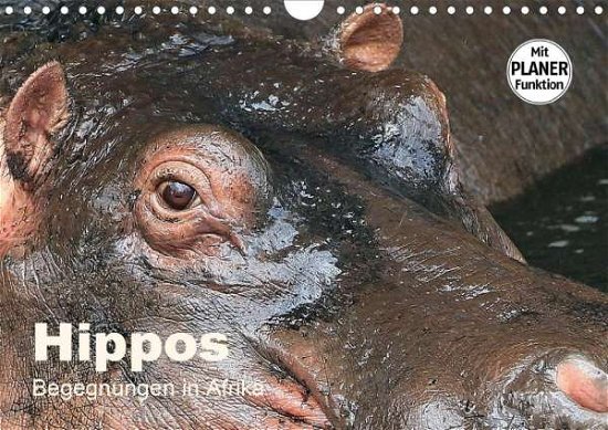 Cover for Herzog · Hippos - Begegnungen in Afrika ( (Book)