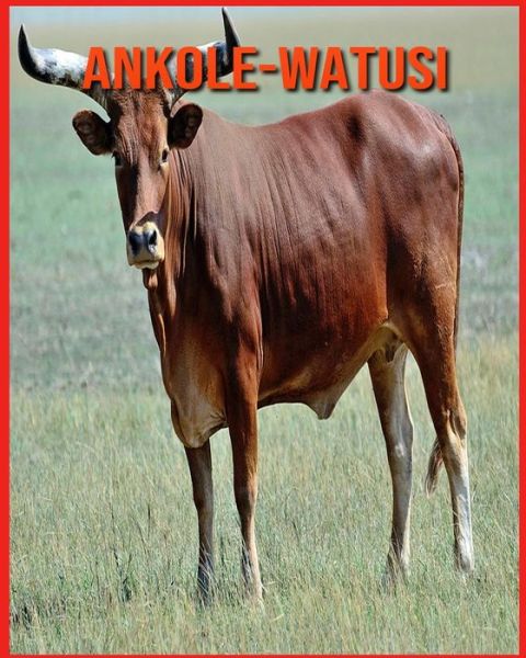 Cover for Annie Nichols · Ankole-Watusi (Paperback Book) (2021)