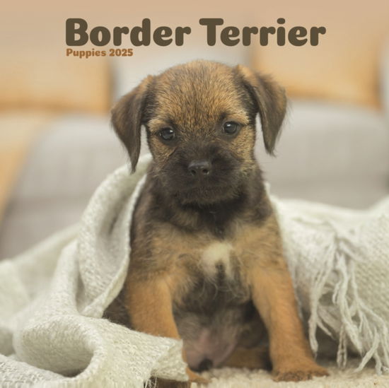 Cover for Avonside Publishing Ltd · Border Terrier Puppies Square Mini Calendar 2025 (Paperback Book) (2024)