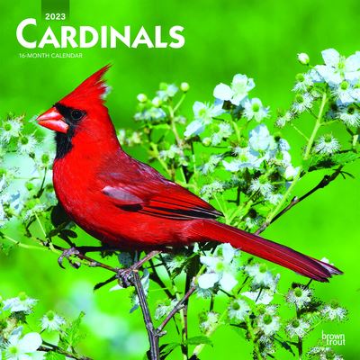 Cover for Browntrout · Cardinals 2023 Square (Calendar) (2022)