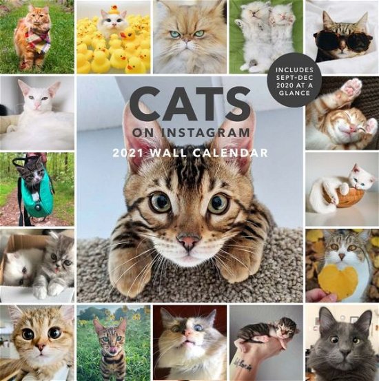 Cover for Chronicle Books · 2021 Wall Calendar: Cats on Instagram (CLOTHES) (2020)