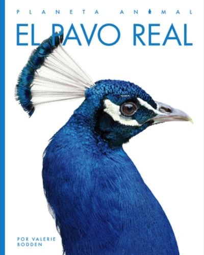 Cover for Valerie Bodden · Pavo Real (Buch) (2023)