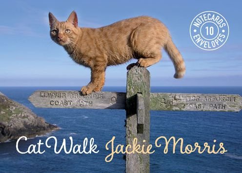 Cover for Jackie Morris · Cat Walk Notecards (Book) (2014)