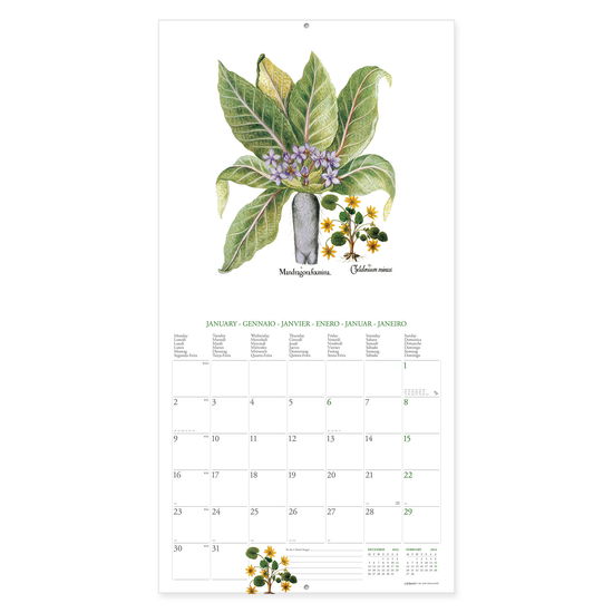 Legami · Uncoated Paper Herbarium Wall Calendar 2023 (Calendar) (2022)