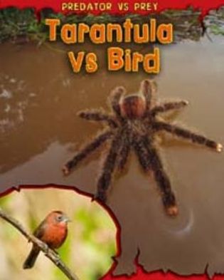 Cover for Mary Meinking · Tarantula vs Bird - Predator vs. Prey (Paperback Book) (2012)