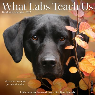 Willow Creek Press · What Labs Teach Us 2025 12 X 12 Wall Calendar (Kalender) (2024)