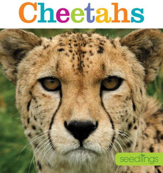 Cover for Kate Riggs · Seedlings: Cheetahs (Paperback Book) (2015)