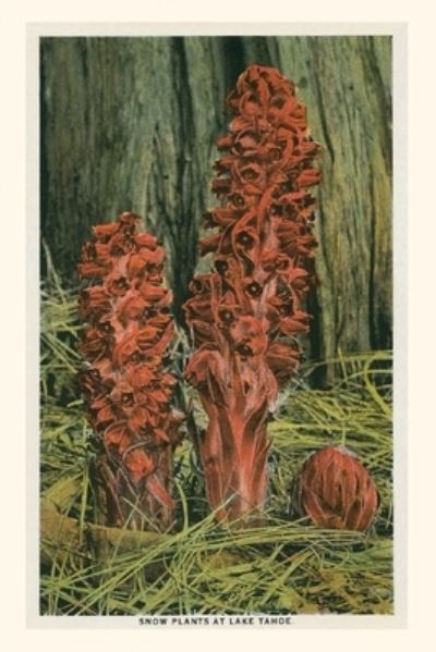 Cover for Found Image Press · Vintage Journal Snow Plants, Lake Tahoe (Book) (2022)