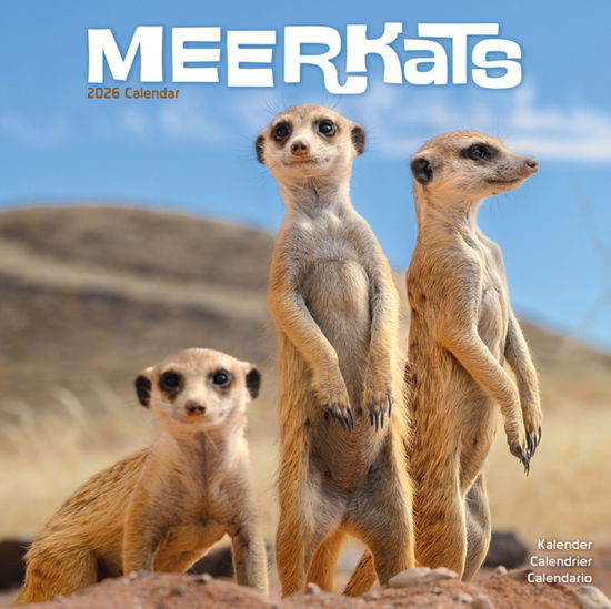 Cover for Meerkats Calendar 2026  Square Wildlife Safari Wall Calendar - 16 Month (Calendar) (2025)