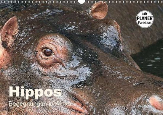 Cover for Herzog · Hippos - Begegnungen in Afrika ( (Bog)
