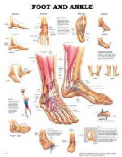 Cover for Anatomical Chart Com · Foot &amp; Ankle (Kartor) (2001)