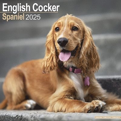 Cover for English Cocker Spaniel Calendar 2025 Square Dog Breed Wall Calendar - 16 Month (Kalender) (2024)