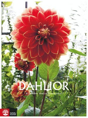 Cover for Elisabeth Svalin Gunnarsson · Dahlior (Gebundesens Buch) (2017)