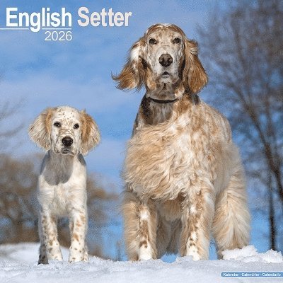 Cover for English Setter Calendar 2026  Square Dog Breed Wall Calendar - 16 Month (Calendar) (2025)