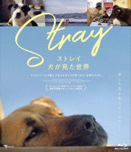 Cover for (Documentary) · Stray (MBD) [Japan Import edition] (2022)