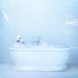 Cover for Frankie Cosmos · Vessel (LP) [Coloured edition] (2018)
