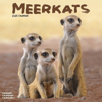 Cover for Meerkats Calendar 2025 Square Wildlife Safari Wall Calendar - 16 Month (Kalender) (2024)