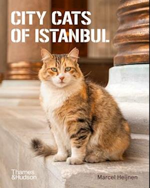 Cover for Marcel Heijnen · City Cats of Istanbul (Taschenbuch) (2025)