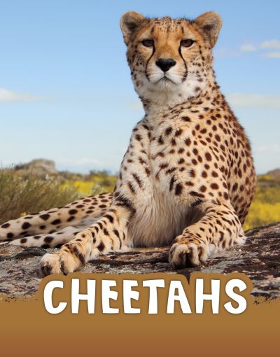 Cover for Jaclyn Jaycox · Cheetahs - Animals (Hardcover Book) (2021)