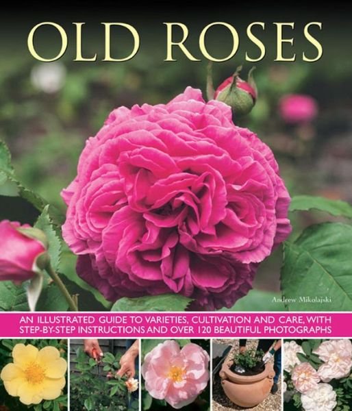 Cover for Andrew Mikolajski · Old Fashioned Roses (Paperback Book) (2013)