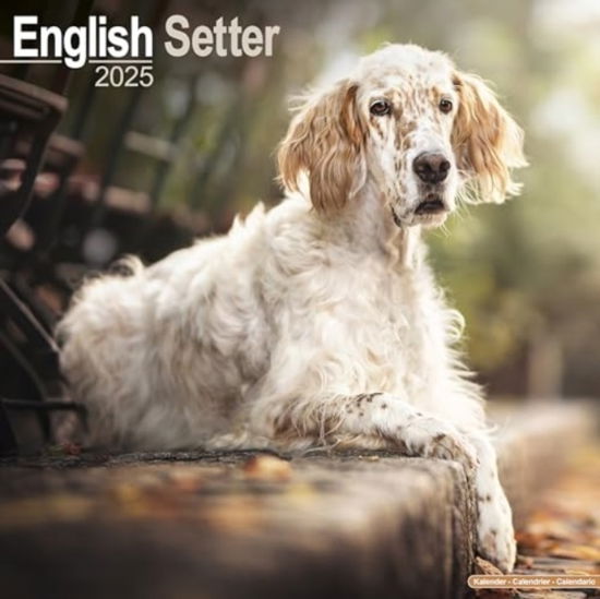 English Setter Calendar 2025 Square Dog Breed Wall Calendar - 16 Month (Calendar) (2024)