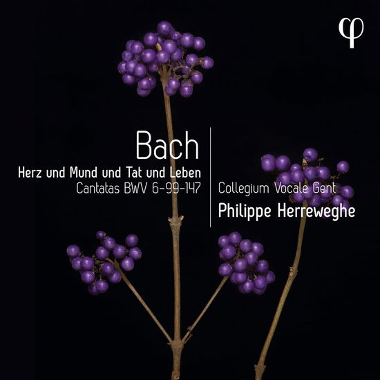 Herz Und Mund Und Tat Und Leben - Bach: Cantatas Bwv 6-99-147 - Collegium Vocale Gent / Philippe Herreweghe - Musik - PHI - 5400439000414 - 8. September 2023