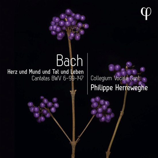 Cover for Collegium Vocale Gent / Philippe Herreweghe · Herz Und Mund Und Tat Und Leben - Bach: Cantatas Bwv 6-99-147 (CD) (2023)