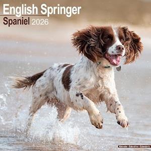 Cover for English Springer Spaniel (Euro) Calendar 2026  Square Dog Breed Wall Calendar - 16 Month (Calendar) (2025)