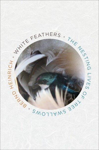 Cover for Bernd Heinrich · White Feathers: The Nesting Lives of Tree Swallows (Hardcover Book) (2020)