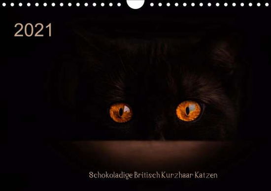 Cover for Bürger · Schokoladige Britisch Kurzhaar K (Book)