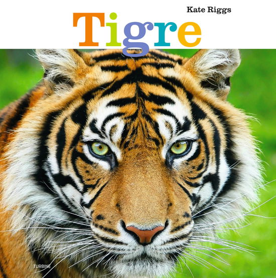 Cover for Kate Riggs · Tigre (Hardcover Book) [1st edition] (2024)