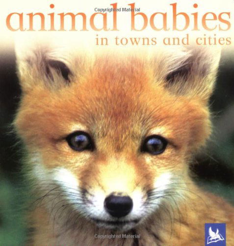 Cover for Editors of Kingfisher · Animal Babies in Towns and Cities (Board book) (2005)