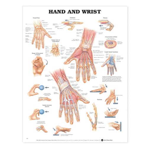 Hand and Wrist Anatomical Chart - Anatomical Chart Com - Books - Anatomical Chart Co. - 9781587791420 - February 5, 2000