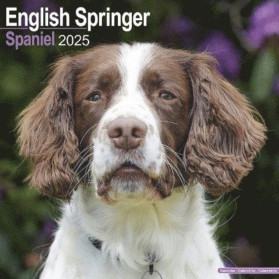 Cover for English Springer Spaniel (Euro) Calendar 2025 Square Dog Breed Wall Calendar - 16 Month (Kalender) (2024)